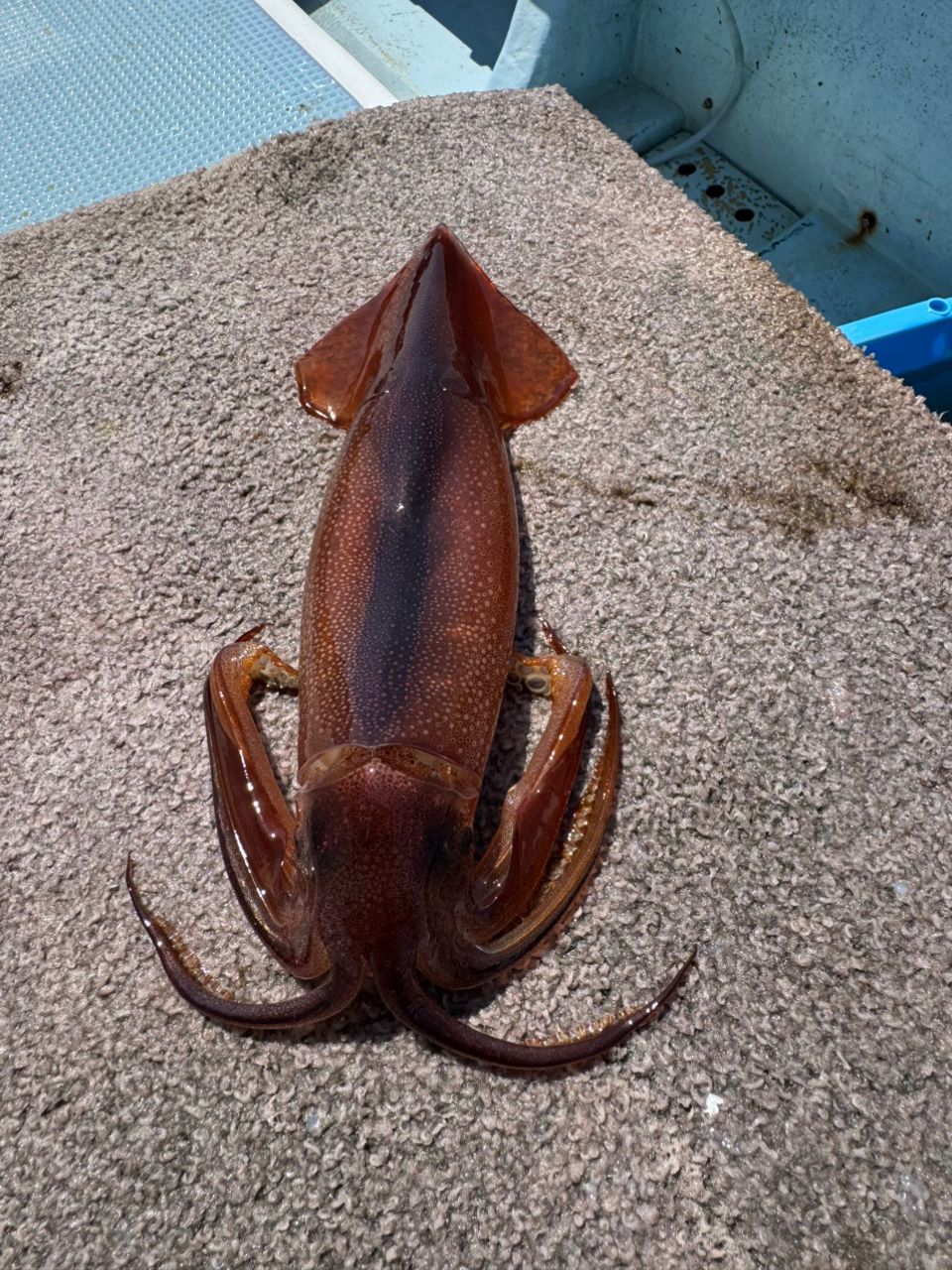 釣りたいおじさんαさんの釣果 2枚目の画像