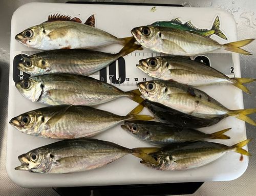アジの釣果