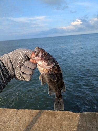 クロソイの釣果