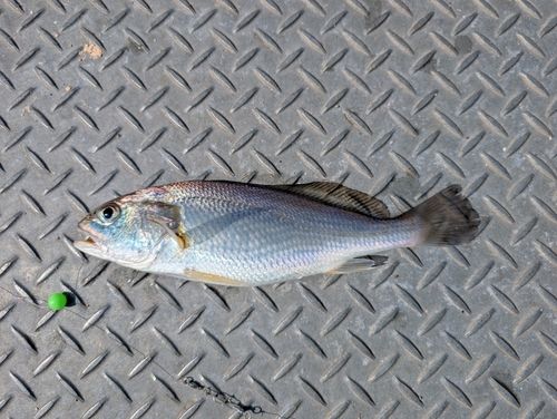 イシモチの釣果