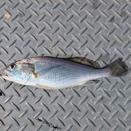 イシモチ