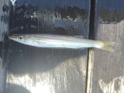 カマスの釣果