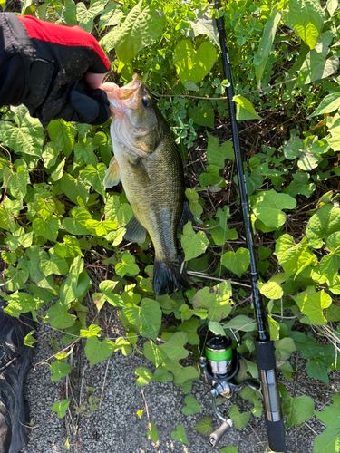 ブラックバスの釣果