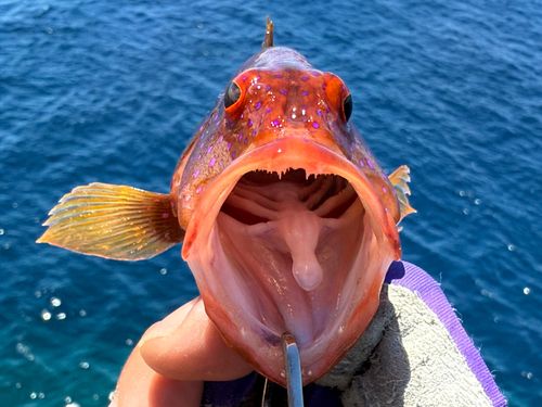 バラハタの釣果