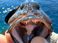 アオノメハタの釣果