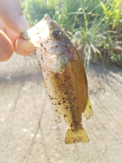 ラージマウスバスの釣果