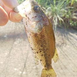 ラージマウスバス