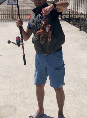 タコの釣果