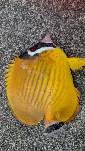 チョウチョウウオの釣果