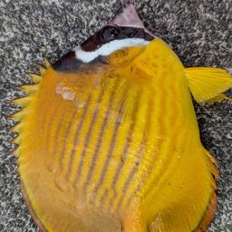 チョウチョウウオ