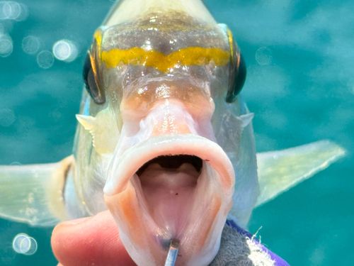 ヒトスジタマガシラの釣果