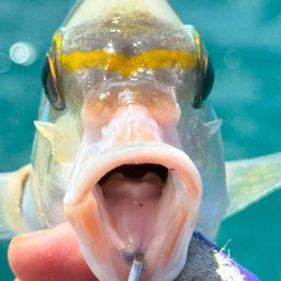 ヒトスジタマガシラ