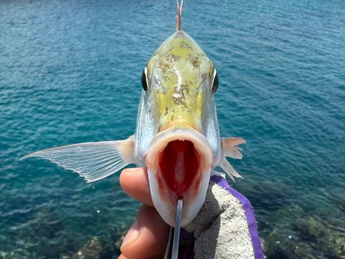 イソフエフキの釣果