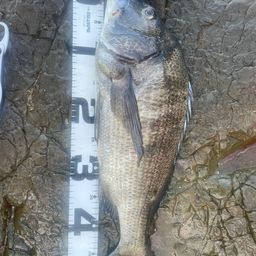 クロダイ