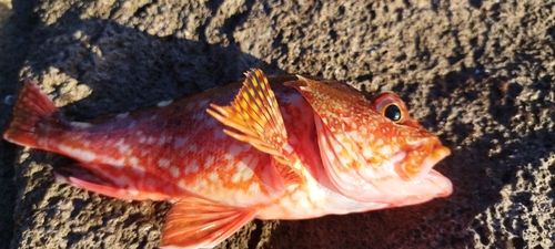 アラカブの釣果
