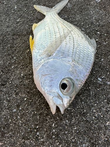 セダカクロサギの釣果