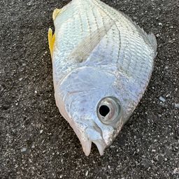 セダカクロサギ