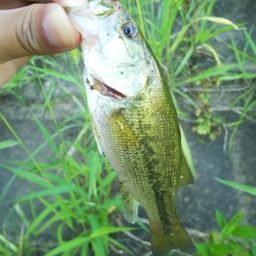 ラージマウスバス