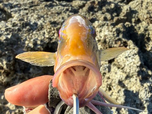 オジサンの釣果