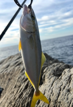 ツバスの釣果