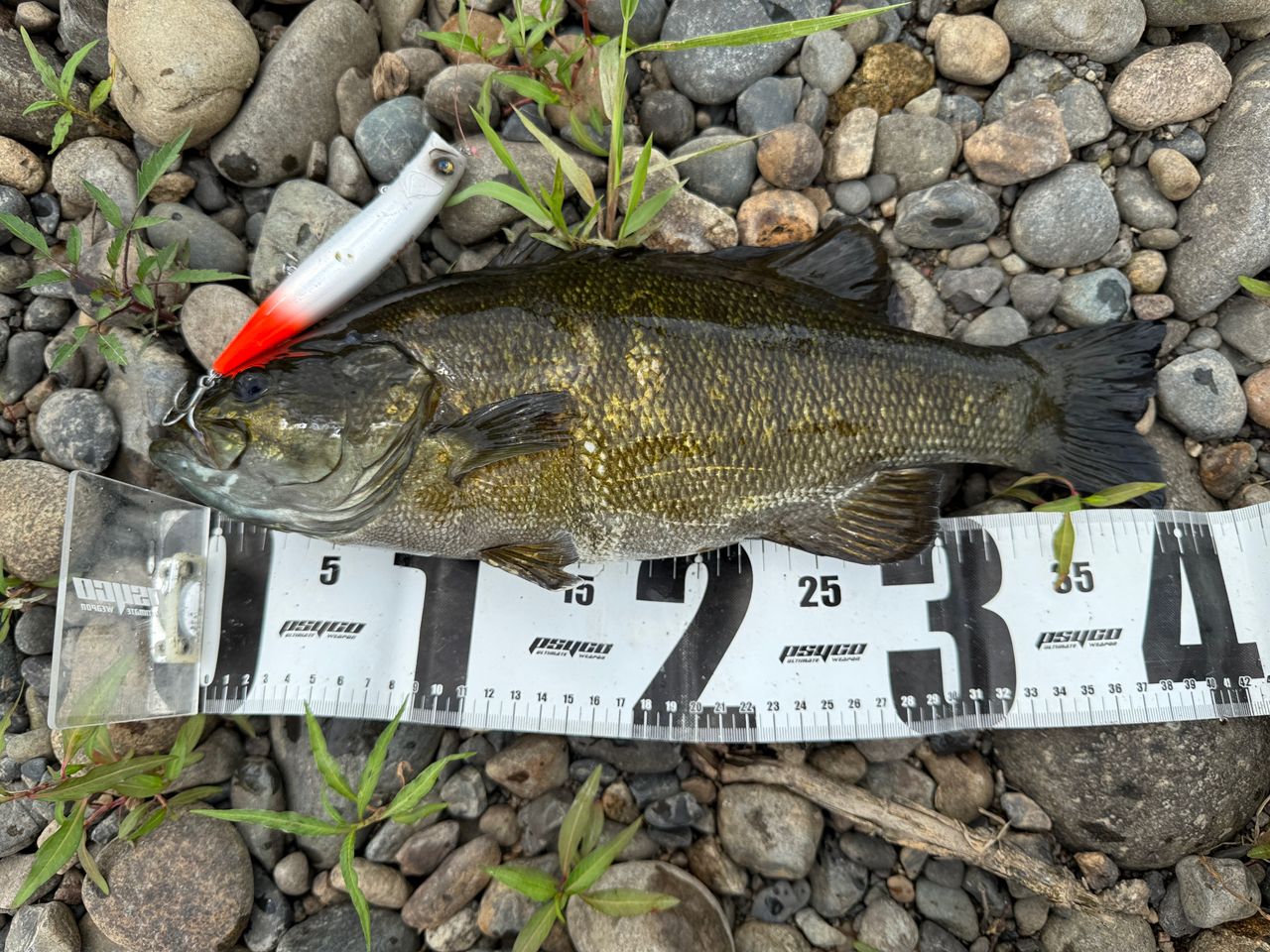 スモールマウスバス