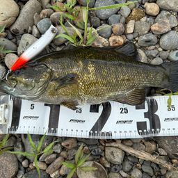 スモールマウスバス