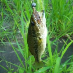 ラージマウスバス