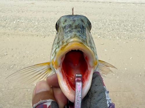 ムネアカクチビの釣果