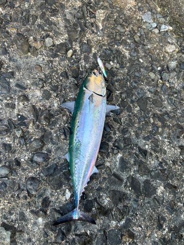 マルソウダの釣果