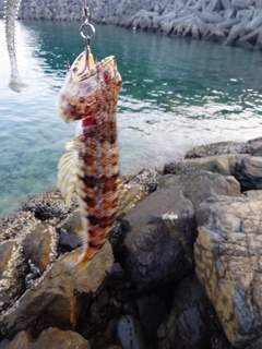 エソの釣果