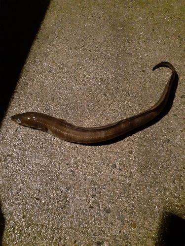 アナゴの釣果