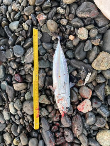 ソウダガツオの釣果