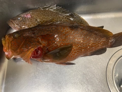キジハタの釣果