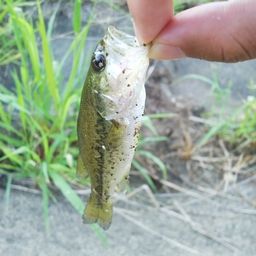 ラージマウスバス