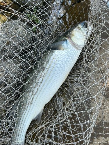 ボラの釣果