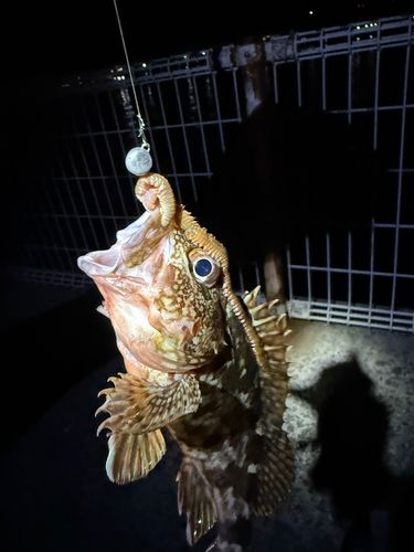 カサゴの釣果