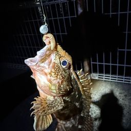 カサゴ