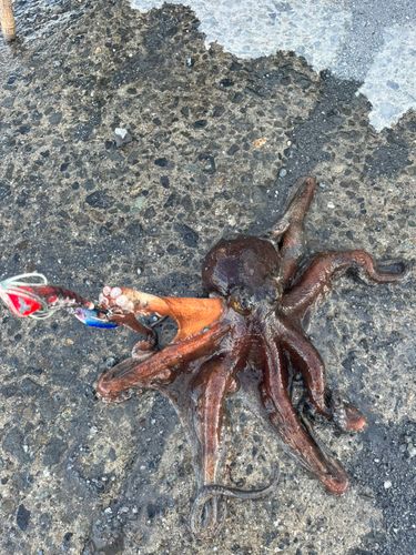 タコの釣果