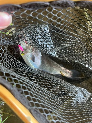 ニジマスの釣果