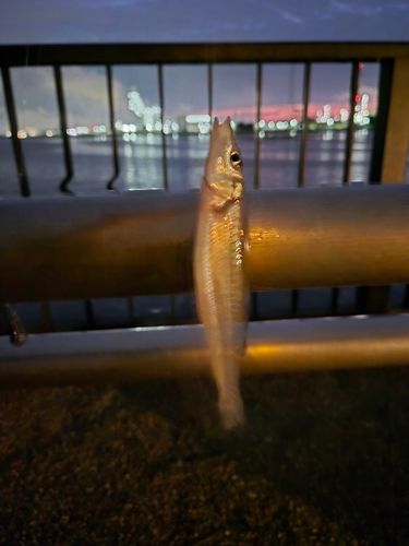 シロギスの釣果