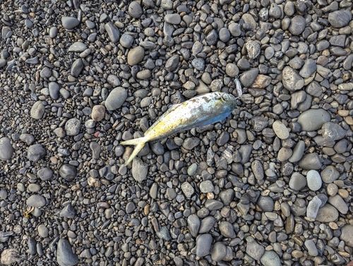 シイラの釣果
