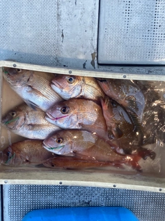 タイの釣果