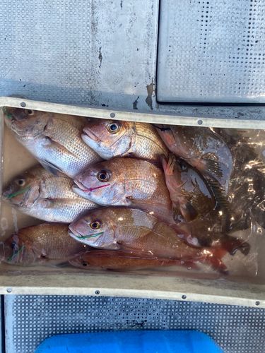 タイの釣果