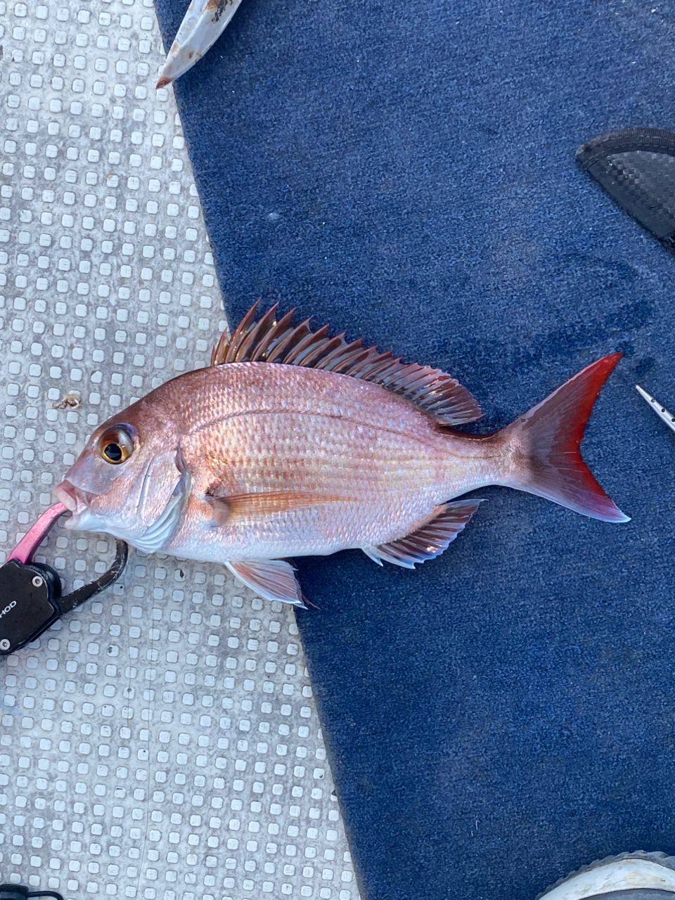 HSSEAWさんの釣果 2枚目の画像