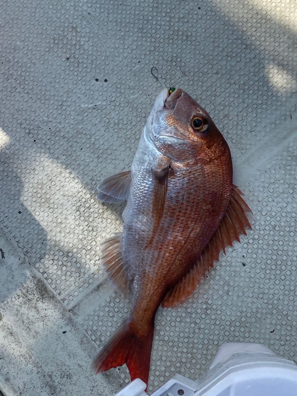 HSSEAWさんの釣果 3枚目の画像