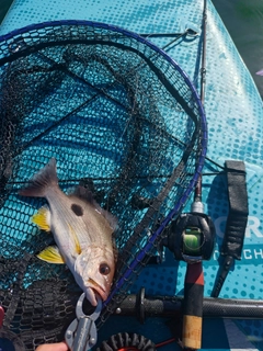 クロホシフエダイの釣果