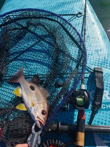 クロホシフエダイ