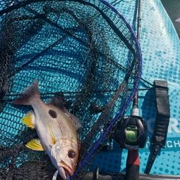 クロホシフエダイ