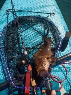 オオモンハタの釣果