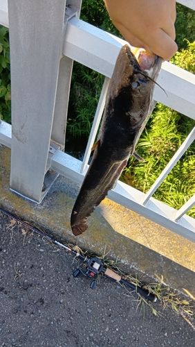 ナマズの釣果